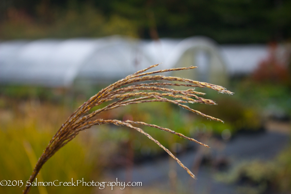 Miscanthus sinensis ‘Positano’