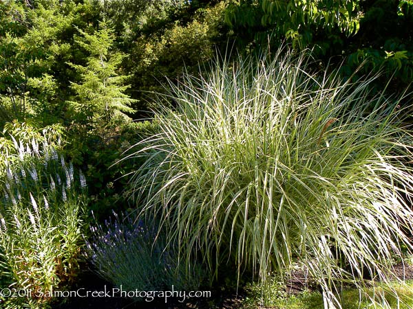 Miscanthus sinensis ‘Rigoletto’