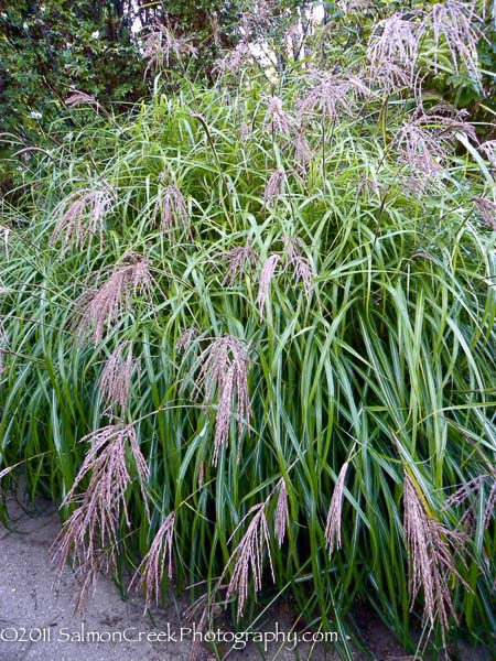 Miscanthus sinensis var. condensatus