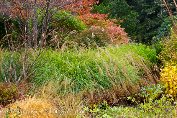 <i>Miscanthus transmorrisonensis</i>