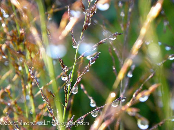 Molinia litoralis Windspiel