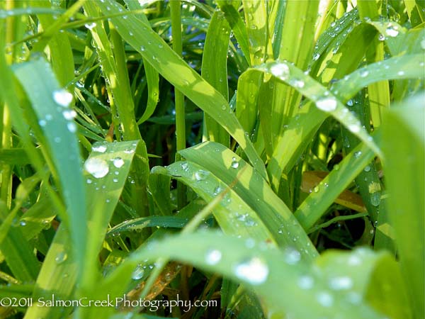 Molinia litoralis ‘Windspiel’