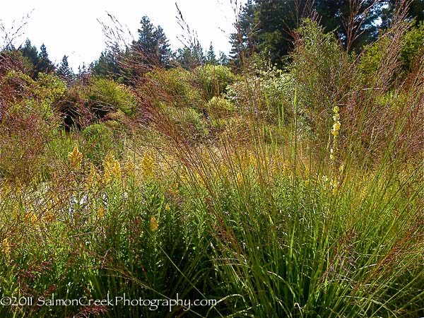 Molinia litoralis ‘Windspiel’