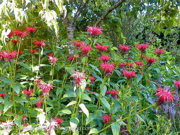 Monarda didyma ‘Jacob Cline’