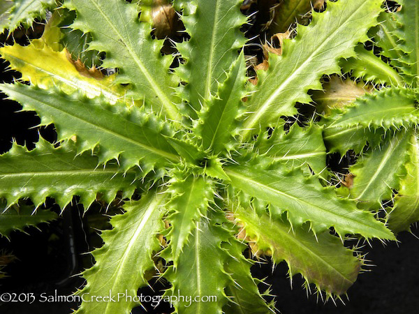 Morina longifolia