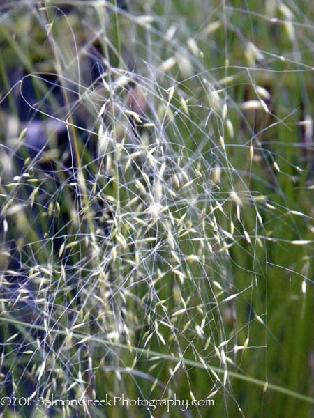 Muhlenbergia capillaris ‘White Cloud’