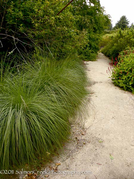 Muhlenbergia lindheimeri