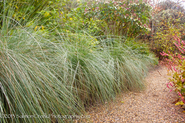 Muhlenbergia lindheimeri