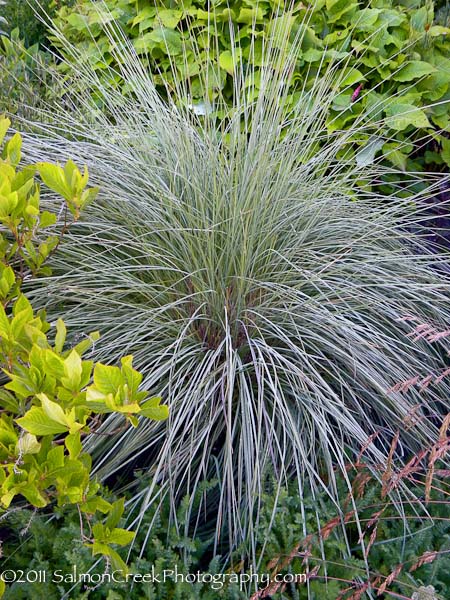 Muhlenbergia lindheimeri