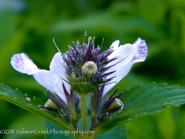 Nepeta subsessilis Cool Cat