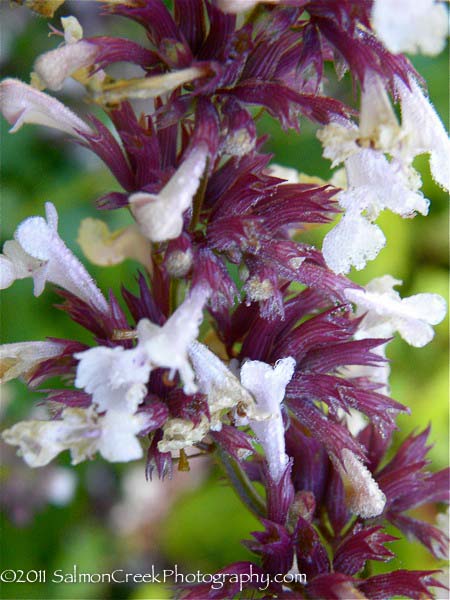 Nepeta grandiflora Dawn to Dusk