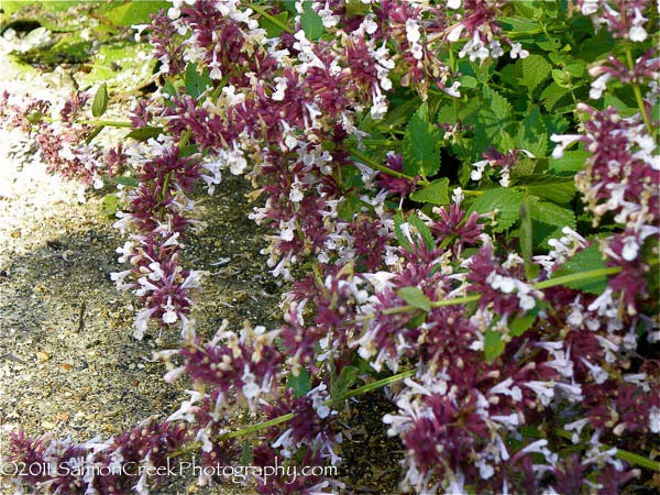 Nepeta grandiflora ‘Dawn to Dusk’