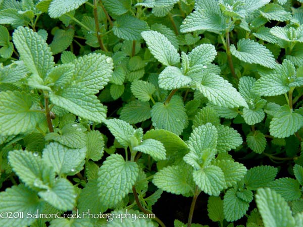 Nepeta racemosa Superba