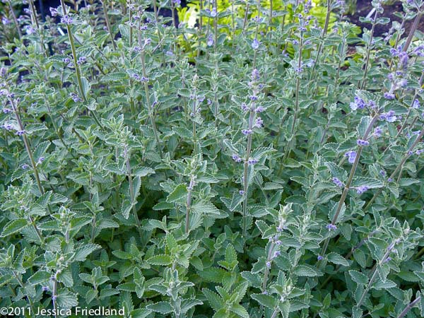 <i>Nepeta racemosa</i> ‘Walkers Low’