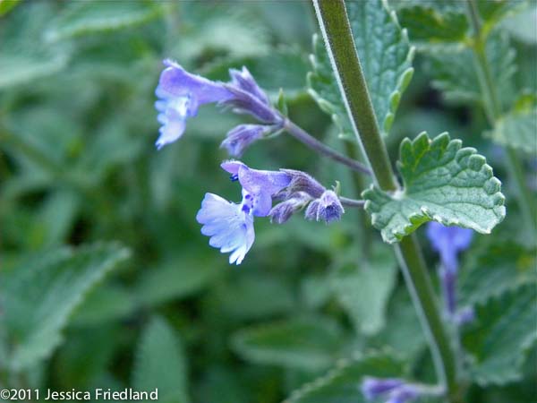 Nepeta racemosa ‘Walkers Low’