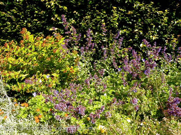 Nepeta grandiflora ‘Wild Cat’