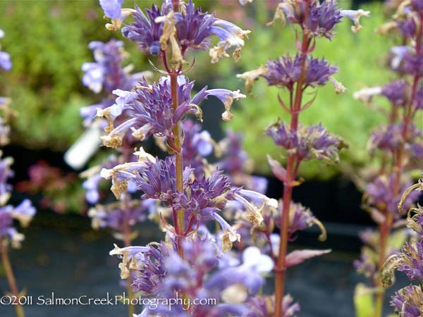 Nepeta parnassica