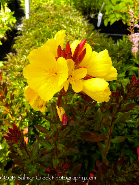 Oenothera fruticosa Fyrverkeri (Fireworks)