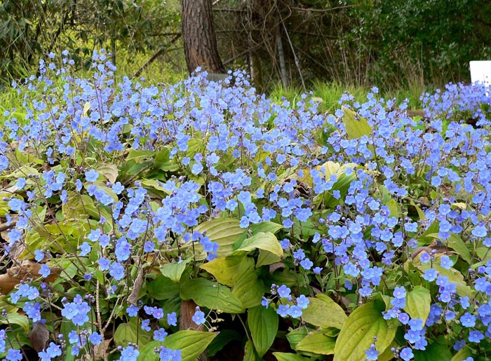 Omphalodes cappadocica ‘Joy Skies’