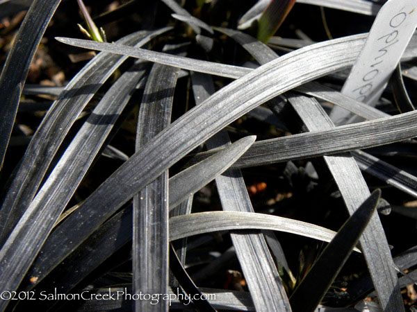 Ophiopogon planiscapus ‘Nigrescens’