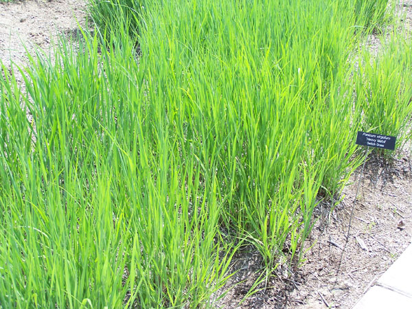 Panicum virgatum ‘Heavy Metal’