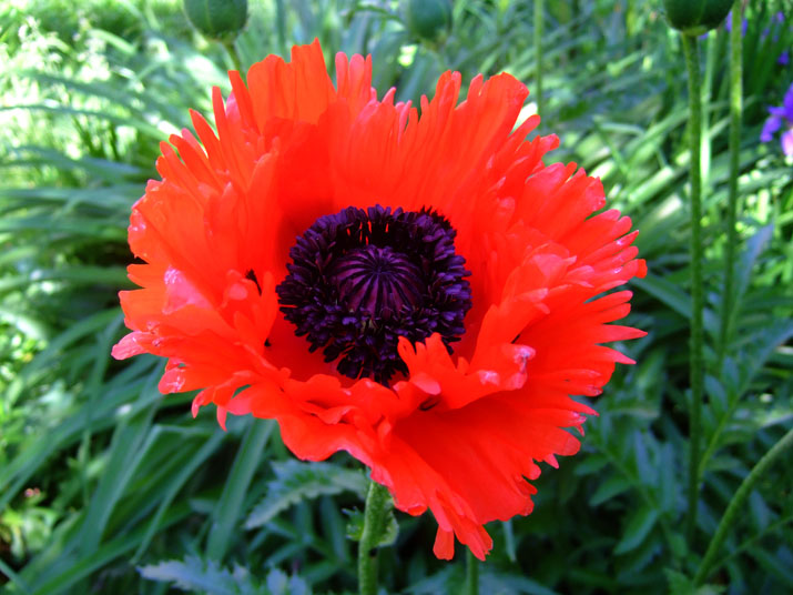 Papaver orientale ‘Turkenlouis’