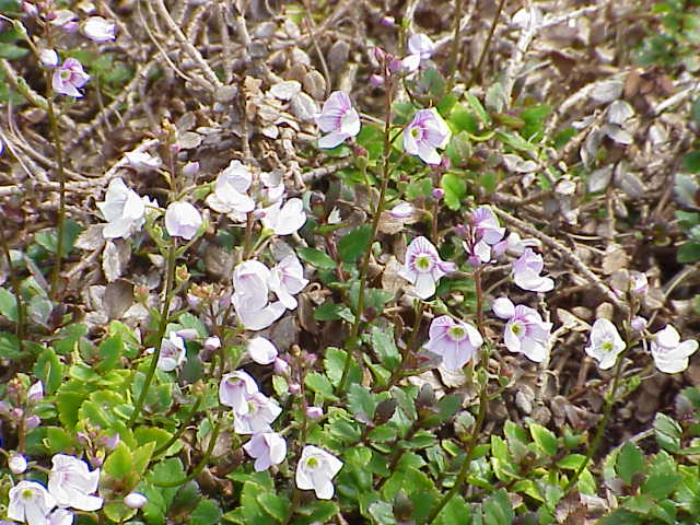 Parahebe catarractae (lavender form)