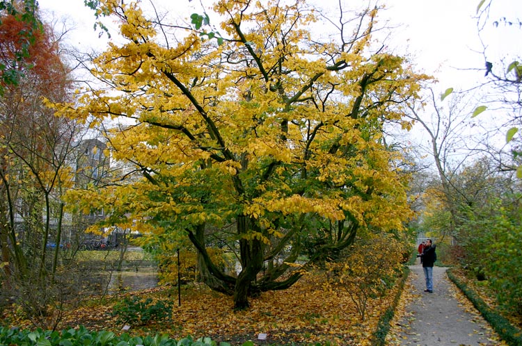 Parrotia persica