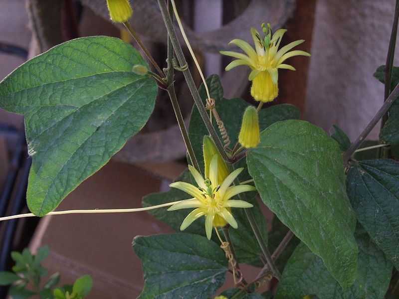 Passiflora citrina