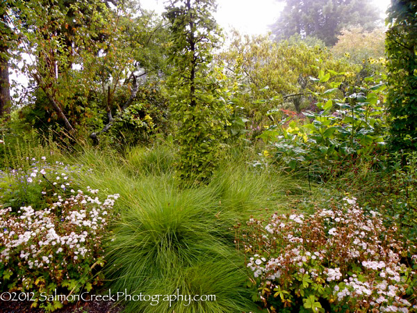 Pennisetum spathiolatum