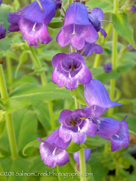 Penstemon sp. Hidalgo