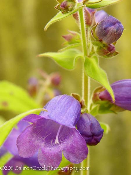 <em>Penstemon sp.</em> (chiapas x ‘Hidalgo)’