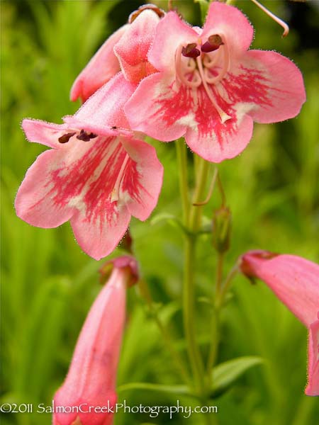 Penstemon ‘Hidcote Pink’