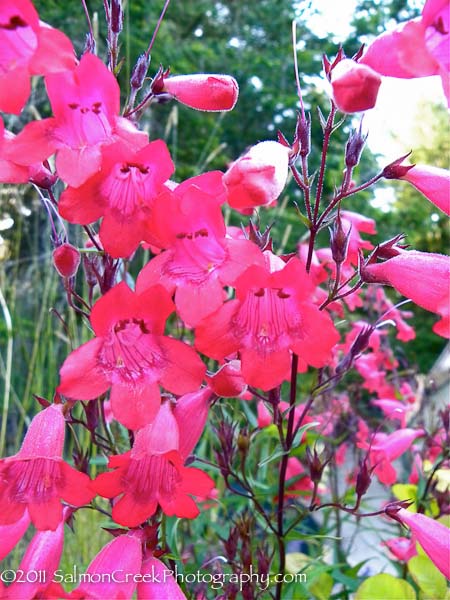 Penstemon ‘Schoenholzeri’