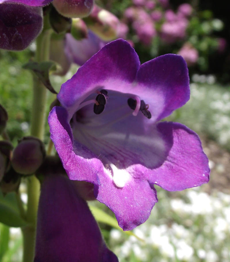 Penstemon Stapleford Gem