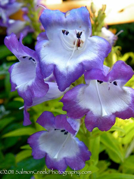 Penstemon ‘Violet Kissed’