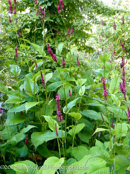 Persicaria amplexicaulis ‘Atrosanguinea’