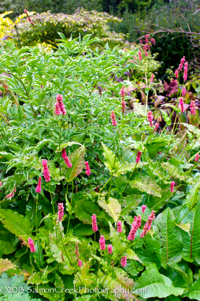 Persicaria amplexicaulis ‘Atrosanguinea’