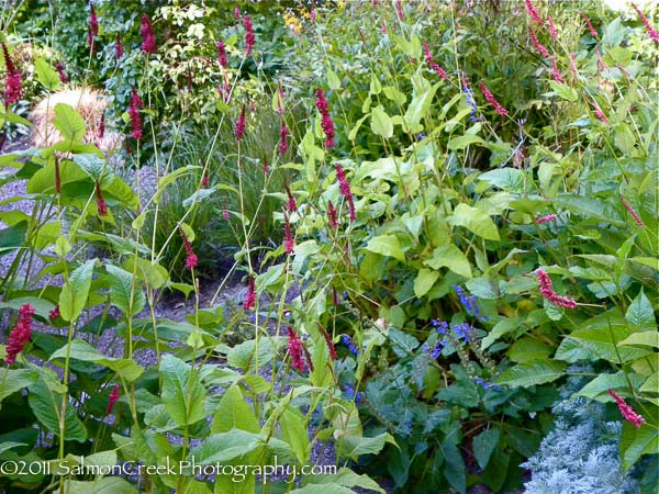 Persicaria amplexicaulis Atrosanguinea