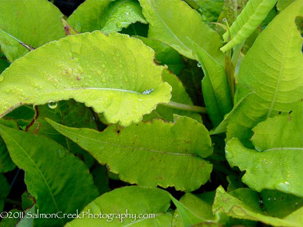 Persicaria amplexicaulis Atrosanguinea