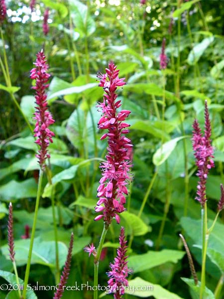 Persicaria amplexicaulis Atrosanguinea