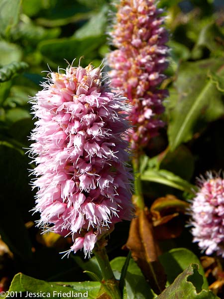 Persicaria bistorta ‘Superba’