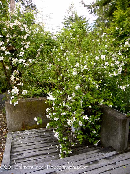 Philadelphus lemoinei Belle Etoile