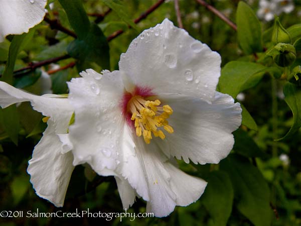 Philadelphus lemoinei Belle Etoile