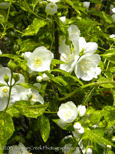 Philadelphus ‘Innocence’