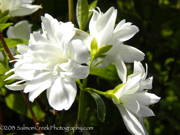 Philadelphus Snow Dwarf