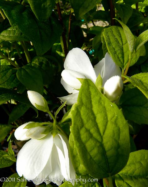 Philadelphus ‘Snowbelle’