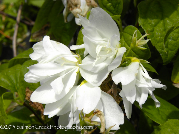 Philadelphus Snowbelle