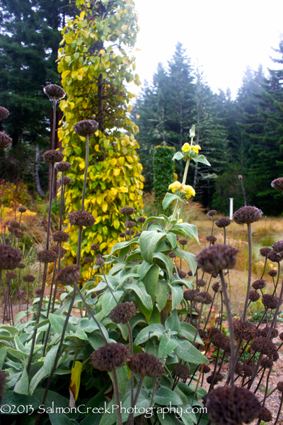 Phlomis russeliana