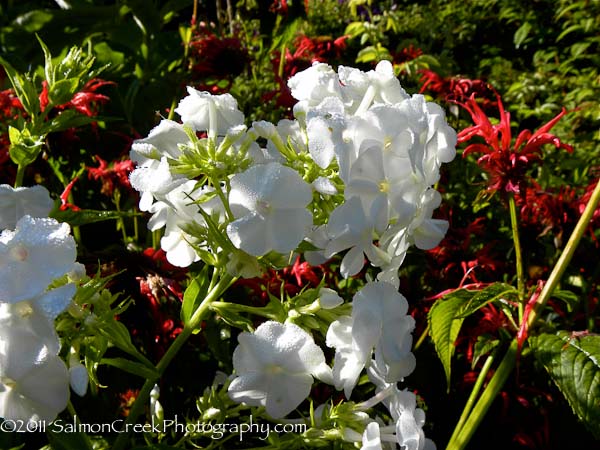 Phlox paniculata ‘David’